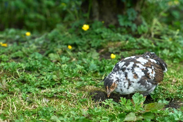 Das Huhn Auf Dem Bauernhof Einem Sonnigen Tag — Stockfoto