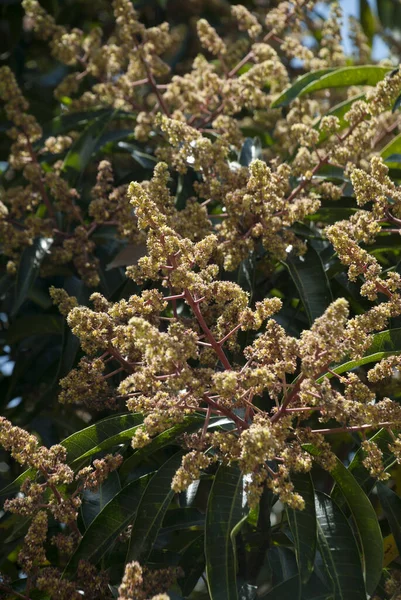 Jeunes Bourgeons Mangue Fleurs Sur Son Arbre Dans Jardin Guatemala — Photo