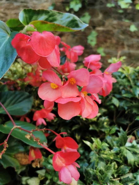 Vertical Closeup Shot Garden Full Pink Flowers Santiago Compostela Spain — Stock Photo, Image