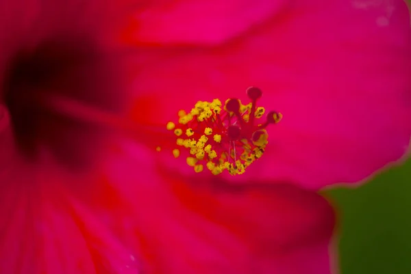 Hibiscus Tropical Brillante Hibiscos Guatemala América Central — Foto de Stock