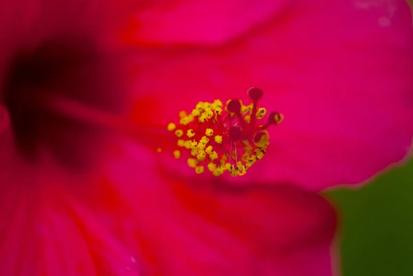 Orta Amerika Daki Guatemala Tropik Parlak Hibiscus Amfibik — Stok fotoğraf