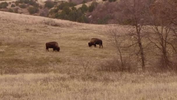 Tembakan Jarak Dekat Dari Bison Lapangan — Stok Video