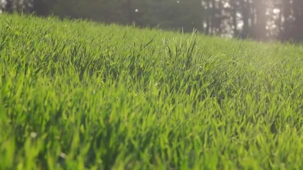 Malebný Pohled Zelenou Trávu Rostoucí Louce Slunečného Dne — Stock video