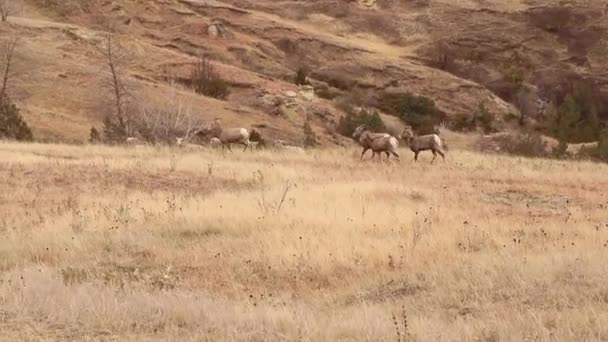 在山上牧场放牧的一群羊 — 图库视频影像