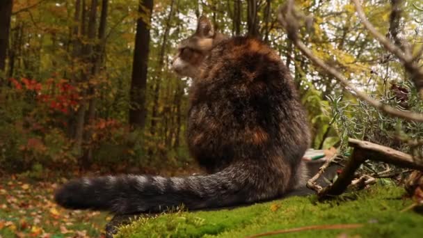 Katze Spaziert Sonnigem Tag Zwischen Abgefallenen Herbstblättern Auf Grünem Gras — Stockvideo