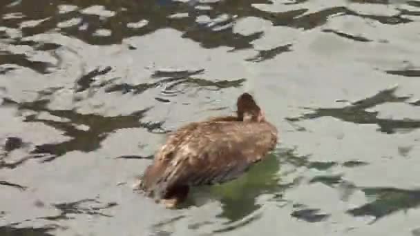 水の中の若いアヒルの美しいショット — ストック動画