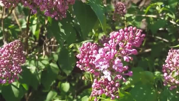 Hermosas Flores Lila Púrpura Jardín — Vídeo de stock