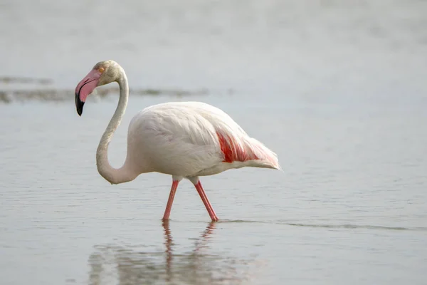 Closeup Flamingo Walking Water — Stock Photo, Image