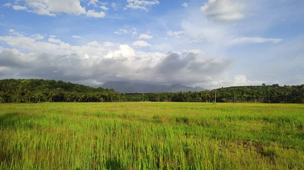 Krajobraz Pola Ryżowego — Zdjęcie stockowe