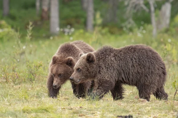 Dva Mladí Medvědi Hnědí Neboli Ursus Arctos Finské Bažině Letního — Stock fotografie