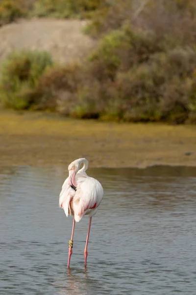 Vertical Closeup Flamingo Grooming Itself — Stock Photo, Image