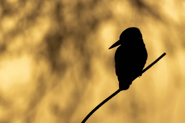 A silhouette of bird perching on tree branch against an orange nature background