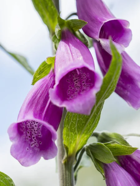 Tiro Vertical Flores Luva Raposa — Fotografia de Stock