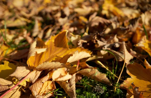 Strzał Żółtych Liści Trawie Jak Listowie Jesieni — Zdjęcie stockowe