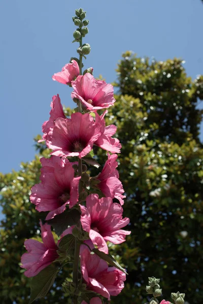 Вертикальный Снимок Розовых Цветов Открытом Воздухе — стоковое фото