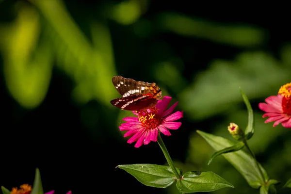 Крупним Планом Красива Метелик Рожевій Квітці Саду — стокове фото