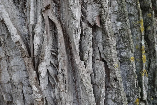 Tiro Close Uma Superfície Tronco Árvore Acidentada Para Fundos Texturas — Fotografia de Stock