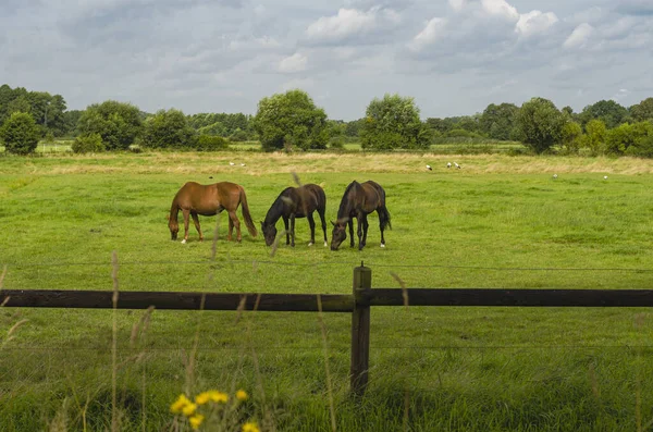 Skupina Koní Pasoucích Farmě — Stock fotografie