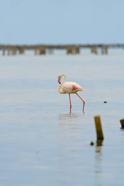 Pionowe Ujęcie Flaminga Chodzącego Wodzie — Zdjęcie stockowe