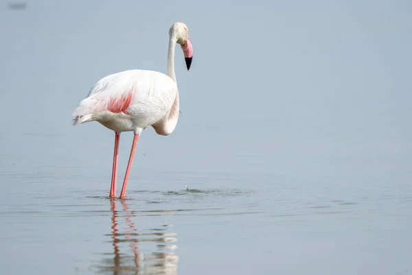 Gros Plan Flamant Rose Debout Dans Eau — Photo