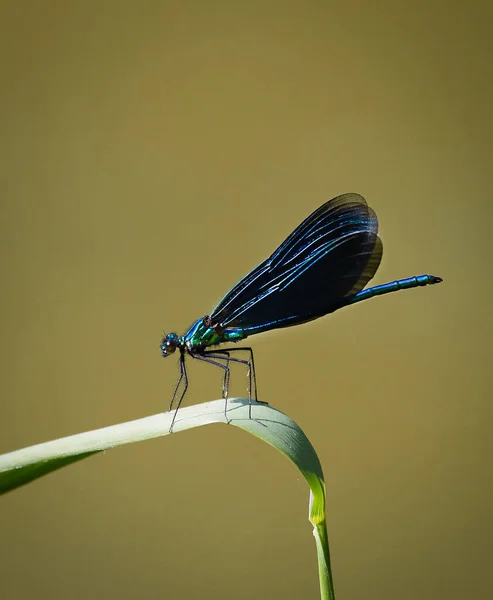 Gros Plan Une Libellule Colorée Avec Fond Flou — Photo