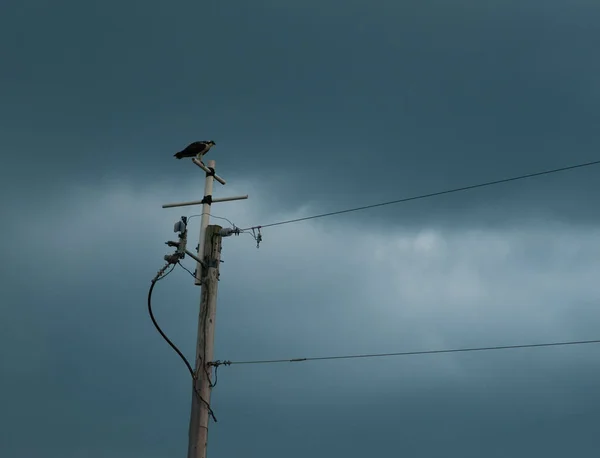 Una Vista Natural Pájaro Posado Poste Línea Eléctrica Contra Cielo —  Fotos de Stock