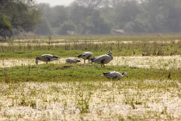 Una Bella Foto Uccelli Nel Parco Nazionale Keoladeo Bharatpur Rajasthan — Foto Stock