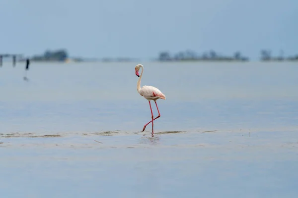 フラミンゴは水の中を歩いている — ストック写真
