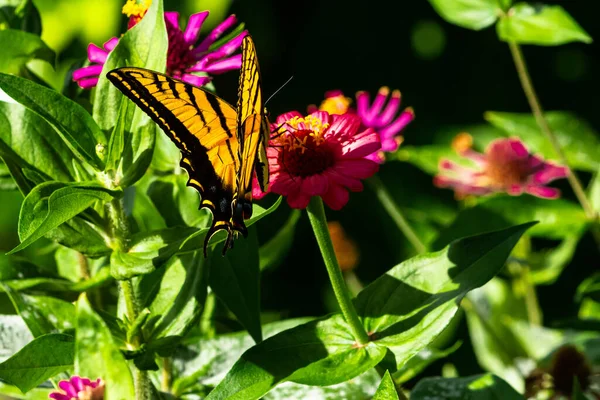 Merveilleux Papillon Jaune Sur Une Fleur — Photo