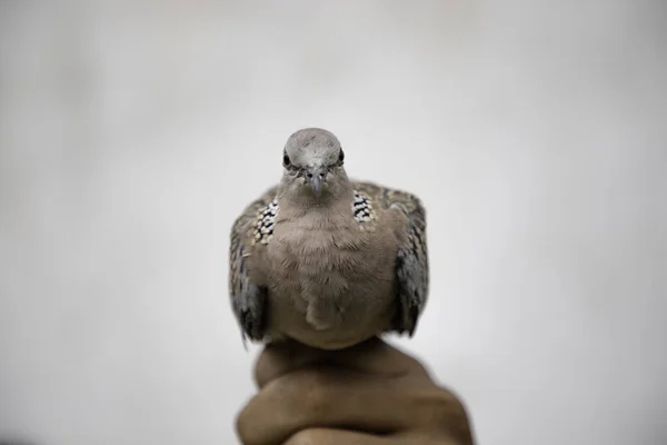 Tiro Perto Uma Pomba Tartaruga Mão Homem — Fotografia de Stock