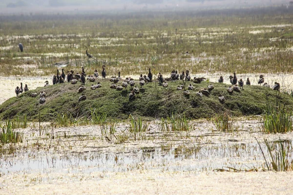 印度拉贾斯坦邦Bharatpur的Keoladeo国家公园里的美丽鸟群 — 图库照片