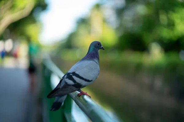 一只鸽子栖息在公园的木栅栏上 — 图库照片