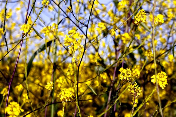 Желтые Цветы Поле Небом Заднем Плане — стоковое фото