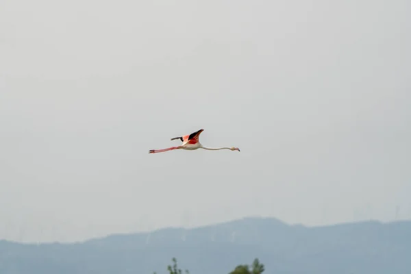 Uçuş Sırasında Flamingoya Yakın Çekim — Stok fotoğraf