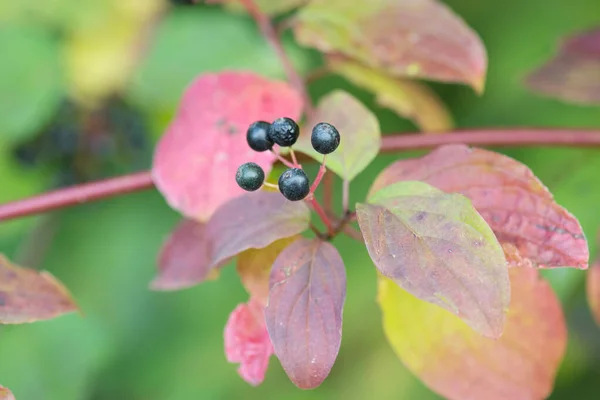 Närbild Skott Blodkvist Dogwood Cornus Sanguinea Eller Magic Flame Gren — Stockfoto