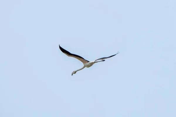 Uçuş Sırasında Flamingoya Yakın Çekim — Stok fotoğraf