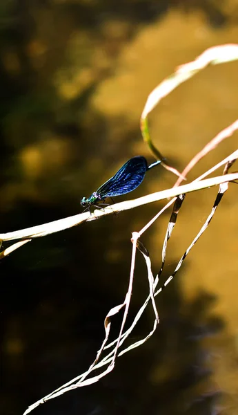 Disparo Vertical Una Mosca Dragón Una Ramita —  Fotos de Stock