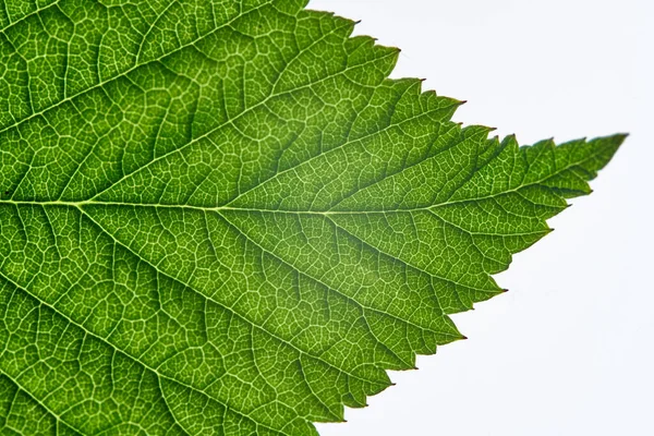 Detailní Záběr Zeleného Listu Bílém Pozadí — Stock fotografie