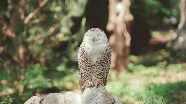 Eine Niedliche Weiße Eule Thront Auf Einem Stein Einem Park — Stockfoto