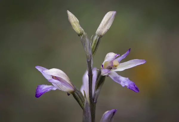 Close Uma Flor Florescendo Limodore Trabut — Fotografia de Stock