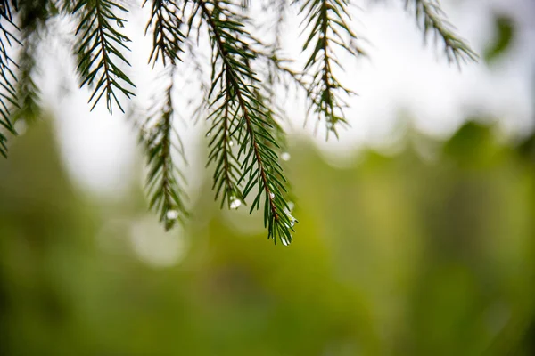 물방울이 가문비나무 가지를 선택적으로 초점을 맞추는 — 스톡 사진