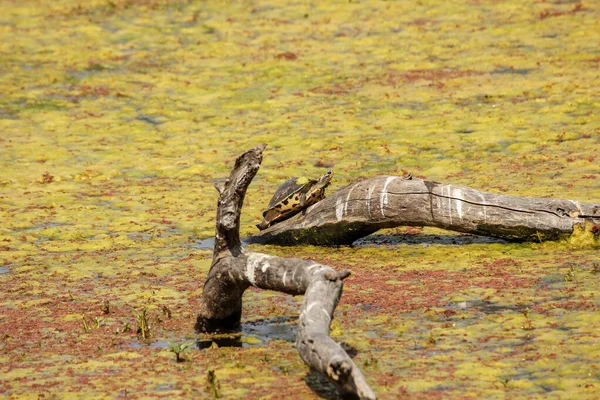 Eine Schöne Aufnahme Einer Schildkröte Keoladeo Nationalpark Bharatpur Rajasthan Indien — Stockfoto