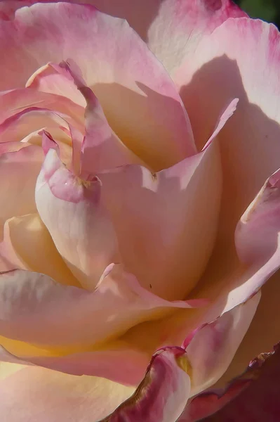 Eine Nahaufnahme Von Rosa Rose Sonnenlicht — Stockfoto