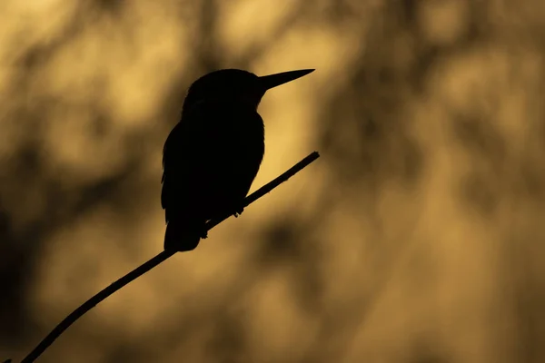 Una Silhouette Uccello Appollaiato Ramo Albero Sullo Sfondo Una Natura — Foto Stock