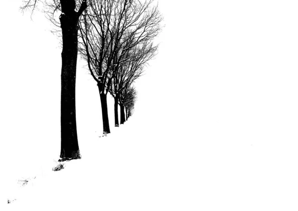 Μια Ασπρόμαυρη Απεικόνιση Των Δέντρων — Φωτογραφία Αρχείου
