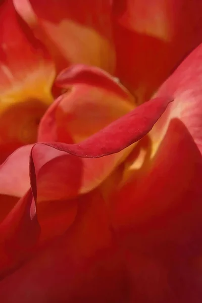 Closeup Red Flower Blurred Background — Stock Photo, Image