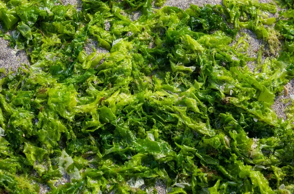 Closeup Wet Moss Stone — Stock Photo, Image