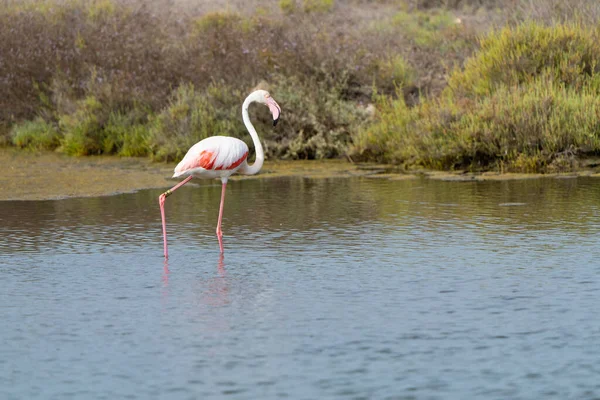 Närbild Flamingo Som Går Vattnet — Stockfoto