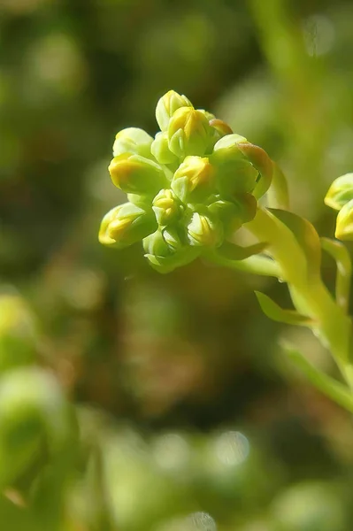 Colpo Verticale Boccioli Fioriti Pianta Succulenta Uno Sfondo Verde Una — Foto Stock