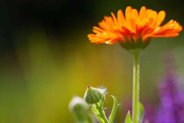 Detailní Záběr Pupínku Marigold Podsvícení Oranžovým Květem Rozmazaném Pozadí — Stock fotografie